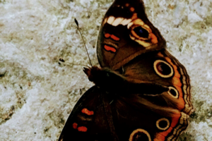Butterfly-Wandering-Dog-Inn-Pelee-Island